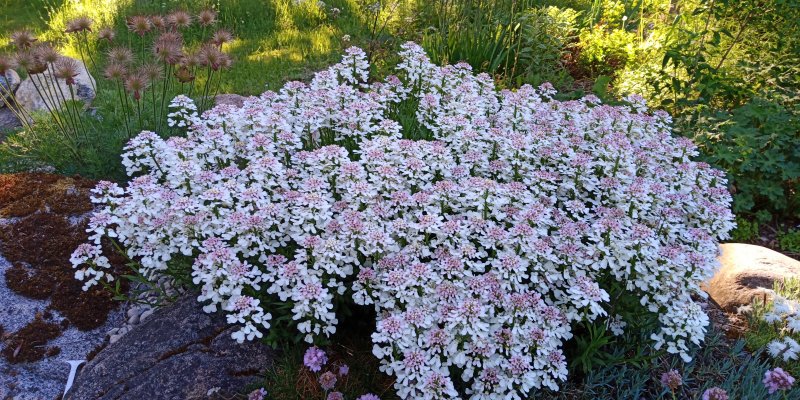 Iberis sempervirens 'Fischbeck' Igihaljas ibeeris